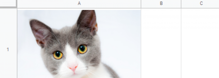 Image of a cat inserted into a Google sheet